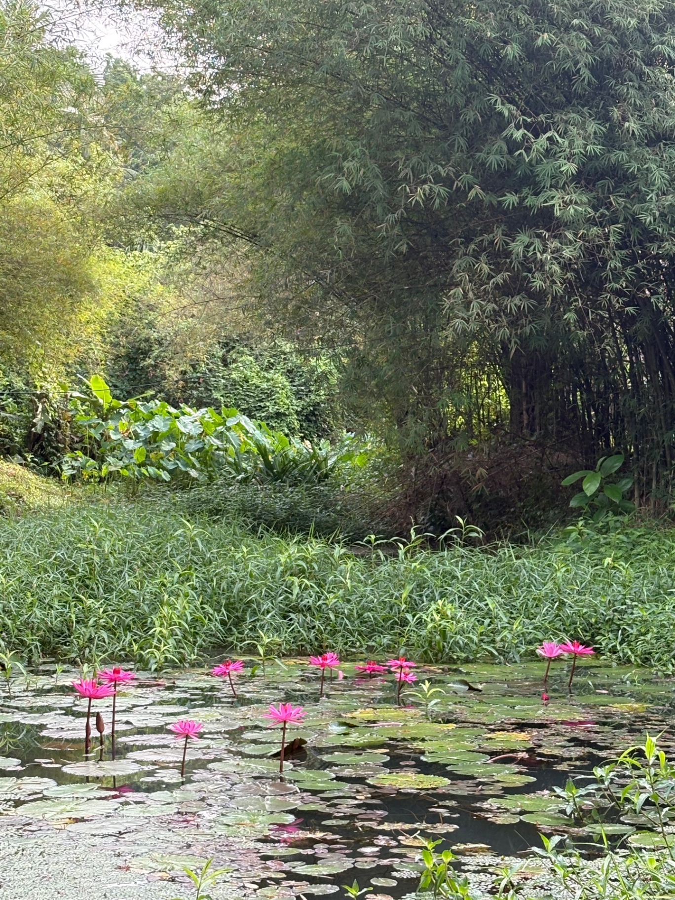 Pink lotus flowers on a still pond framed by bamboo